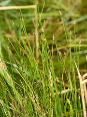 Eleocharis quinqueflora