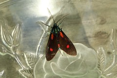 Cyanopepla micans