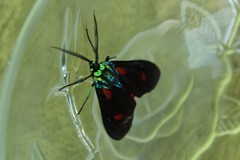 Cyanopepla micans