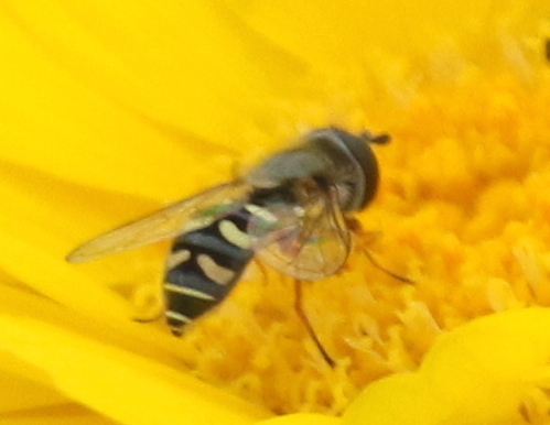 Unknown species found near Cornville, AZ 86325, USA