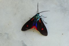 Cyanopepla micans