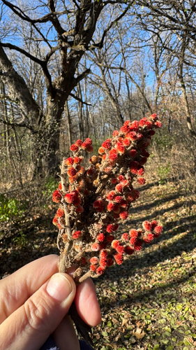 staghorn sumac