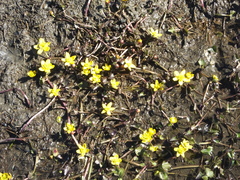 Caltha caespitosa
