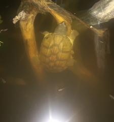 Staurotypus salvinii