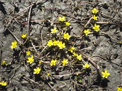 Caltha caespitosa