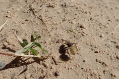 Dasymutilla connectens