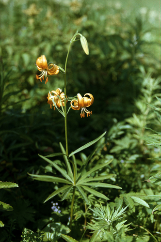 Lilium debile, photograph 6