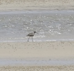 Numenius phaeopus variegatus
