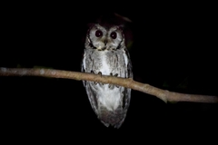 Otus bakkamoena
