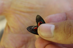 Cyanopepla micans