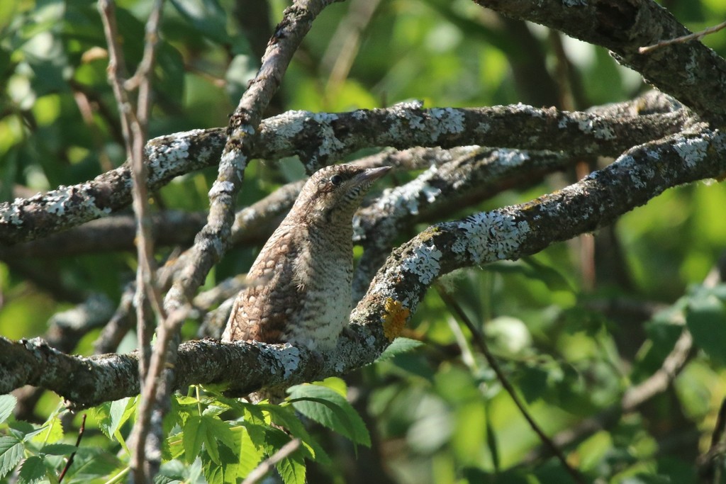 Eurasian Wryneck
