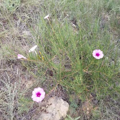 Bush Morning-glory (Ipomoea leptophylla)
