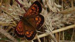Lycaena salustius