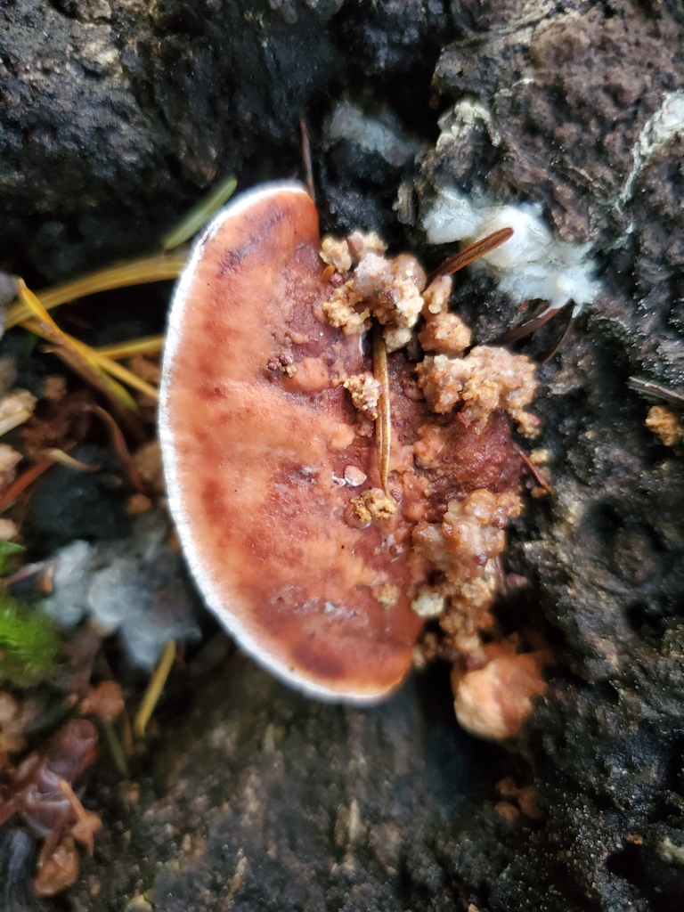 Fomitopsis cajanderi · November 2025 · photo: © arlenedevitt (iNaturalist, cc-by)