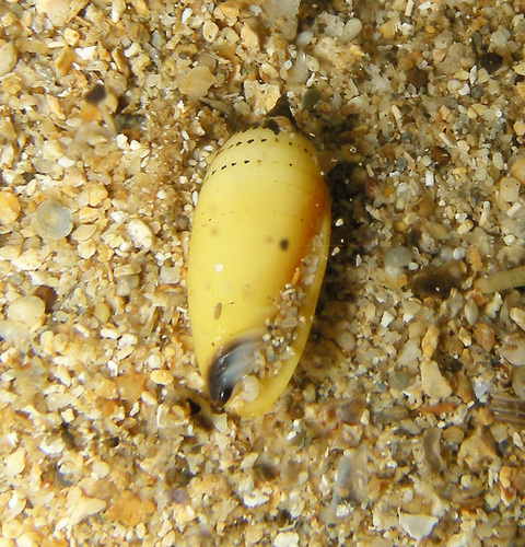 Imbricaria olivaeformis, 2025-11-22
