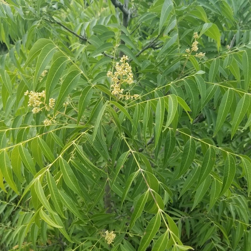 Sapindus drummondii