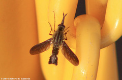 Lepidophora lepidocera