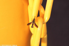 Lepidophora lepidocera