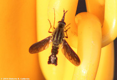 Lepidophora lepidocera