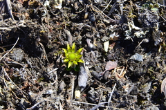 Oxygraphis glacialis