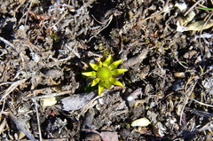 Oxygraphis glacialis