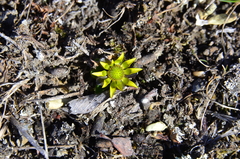 Oxygraphis glacialis