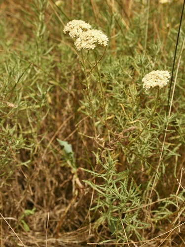 Achillea ochroleuca Ehrh.