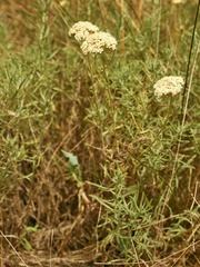 Achillea ochroleuca