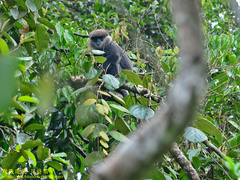 Semnopithecus vetulus