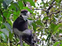 Semnopithecus vetulus