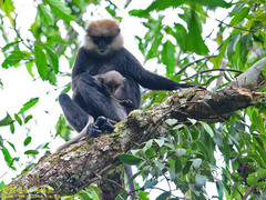 Semnopithecus vetulus