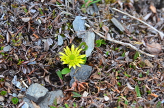 Oxygraphis glacialis