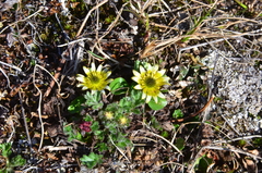 Oxygraphis glacialis