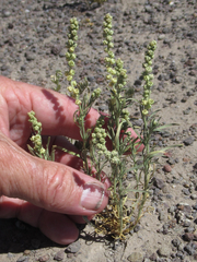 Oligomeris linifolia