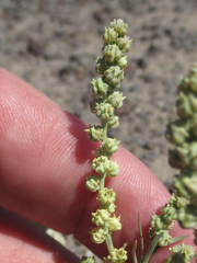 Oligomeris linifolia