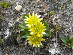 Oxygraphis glacialis