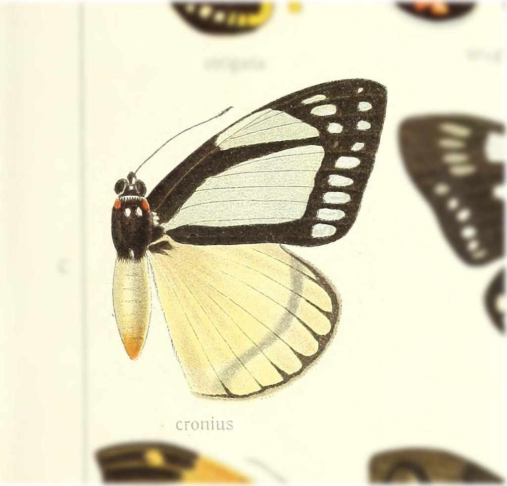 Haemonides cronis
