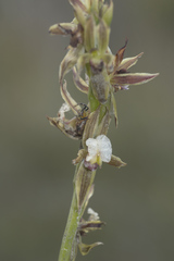 Prasophyllum australe