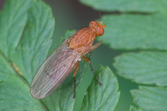 Suillia fuscicornis