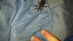 Triatoma longipennis