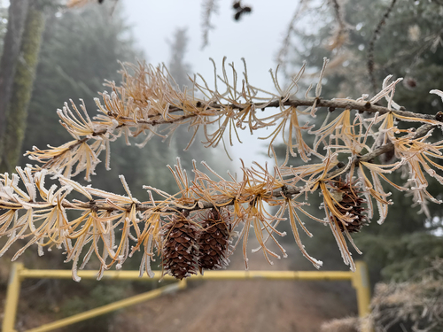 western larch (Larix occidentalis)