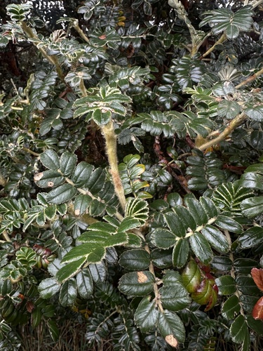 Polylepis quadrijuga, photograph 6