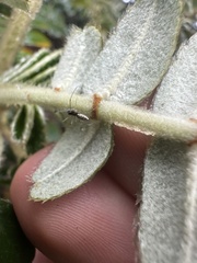Polylepis quadrijuga, photograph (c) Nicolás Baresch Uribe, some rights reserved (CC BY)
