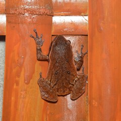 Plethodontohyla notosticta