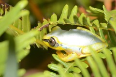 Heterixalus madagascariensis