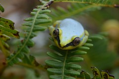 Heterixalus madagascariensis