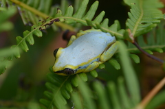 Heterixalus madagascariensis