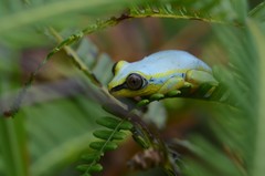 Heterixalus madagascariensis