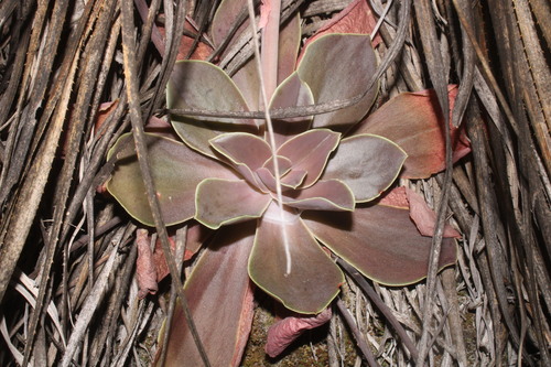 Echeveria perezcalixii