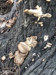 Pleurotus ostreatus